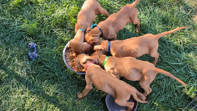 Video preview image #1  Breeder Profile in LOS GATOS, CA, USA