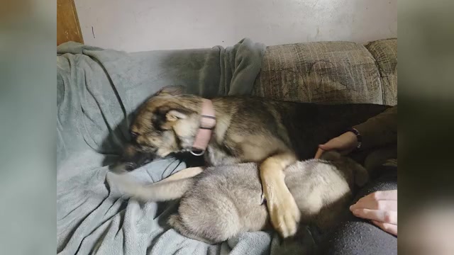 Video preview image #4 Australian Shepherd-German Shepherd Dog Mix Puppy For Sale in HILLSDALE, MI, USA