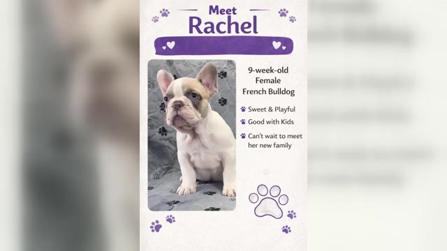 Video preview image #2 French Bulldog Puppy For Sale in FOUNTAIN CITY, IN, USA