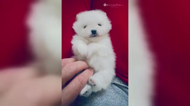 Video preview image #1 Pomeranian Puppy For Sale in CHARLOTTE, NC, USA