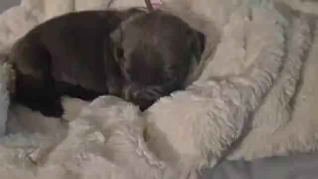 Video preview image #38 Cane Corso Puppy For Sale in COLUMBIA, SC, USA