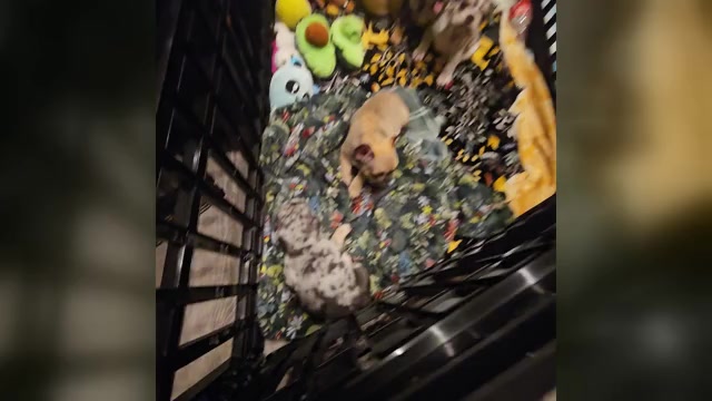 Video preview image #2  Breeder Profile in CHINO HILLS, CA, USA