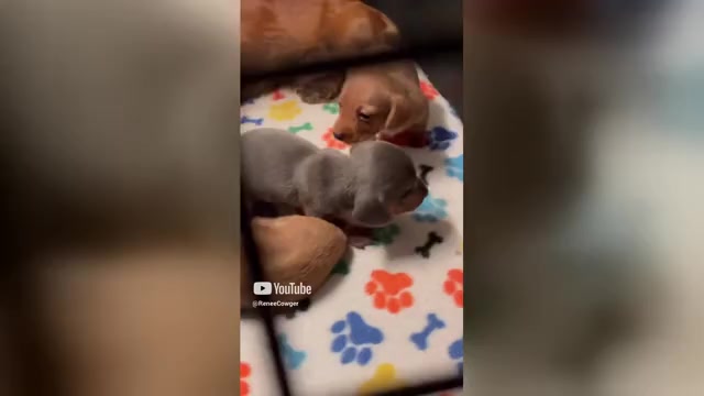 Video preview image #1  Breeder Profile in COLORADO SPRINGS, CO, USA