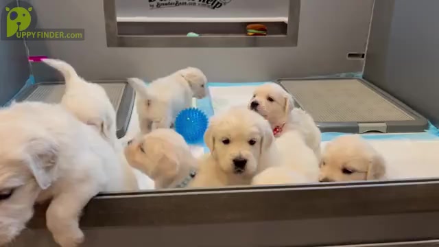 Video preview image #1 English Cream Golden Retriever Puppy For Sale in LINCOLN, CA, USA