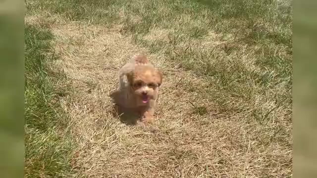 Video preview image #1 Maltipoo Puppy For Sale in WARSAW, IN, USA