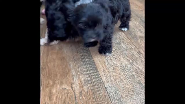 Video preview image #1 Morkie Puppy For Sale in ROCK STREAM, NY, USA