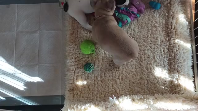 Video preview image #3 French Bulldog Puppy For Sale in MOSS BEACH, CA, USA