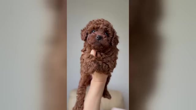 Video preview image #1 Pyredoodle (Toy) Puppy For Sale in MIAMI, FL, USA