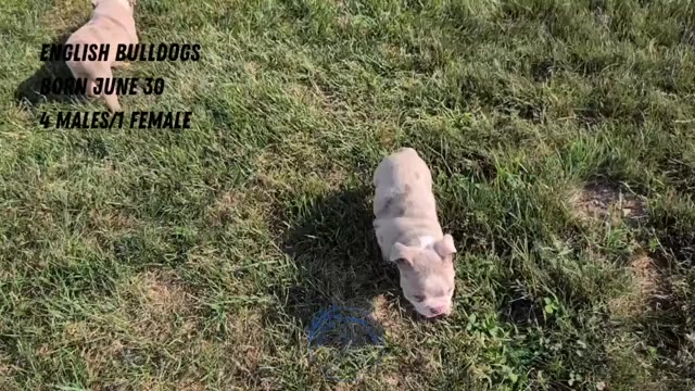 Video preview image #4 English Bulldog Puppy For Sale in GOSHEN, IN, USA