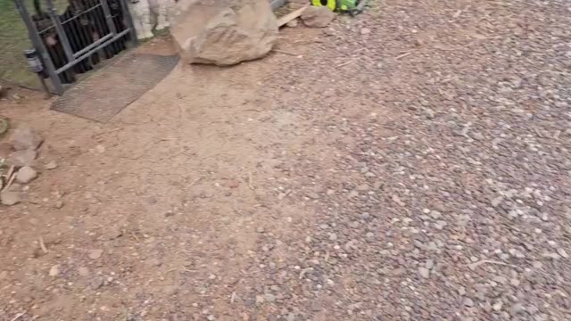 Video preview image #4 Goldendoodle Puppy For Sale in SHOW LOW, AZ, USA