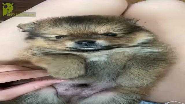 Video preview image #2  Breeder Profile in ADA, OK, USA