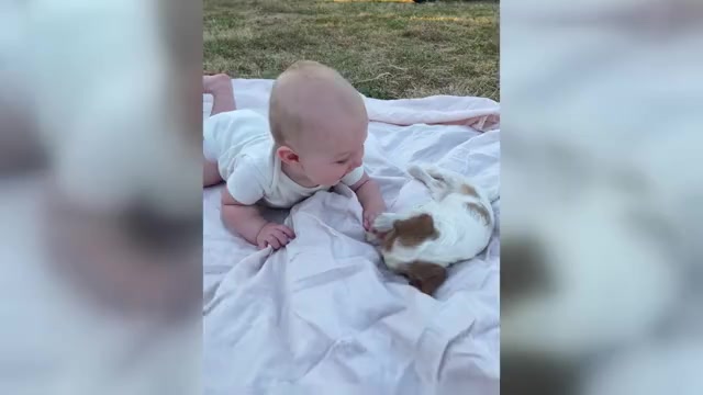 Video preview image #1 Cavalier King Charles Spaniel Puppy For Sale in BROWNWOOD, TX, USA