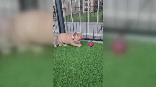 Video preview image #1 French Bulldog Puppy For Sale in LAS VEGAS, NV, USA