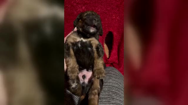 Video preview image #1  Breeder Profile in HAMILTON, MT, USA