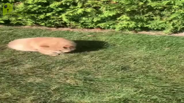 Video preview image #5 Chow Chow Puppy For Sale in NAPPANEE, IN, USA