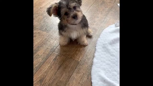 Video preview image #2 Morkie Puppy For Sale in ROCK STREAM, NY, USA