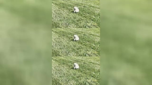 Video preview image #1 Pomeranian Puppy For Sale in WARSAW, IN, USA