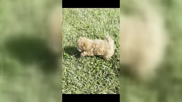 Video preview image #1 Maltipoo Puppy For Sale in WARSAW, IN, USA