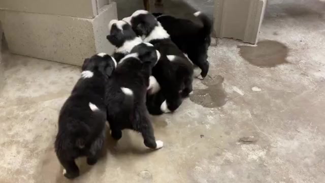 Video preview image #2 Border Collie Puppy For Sale in KANSAS CITY, MO, USA