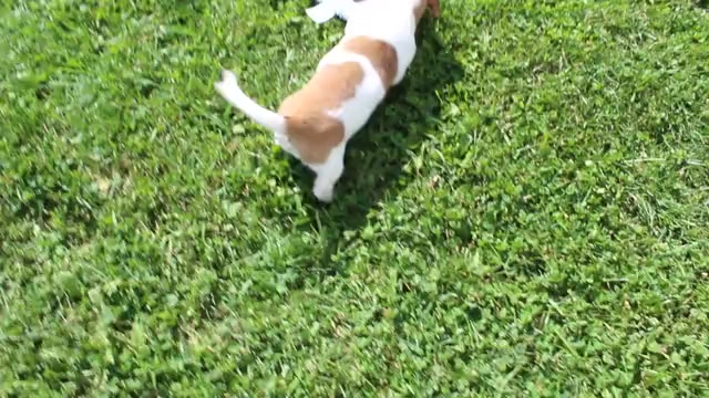 Video preview image #1 Dachshund Puppy For Sale in SHILOH, OH, USA