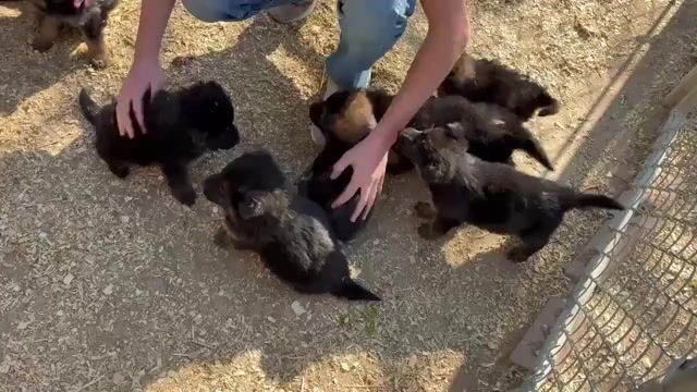 Video preview image #3 German Shepherd Dog Puppy For Sale in NEWVILLE, PA, USA