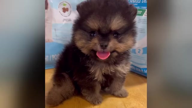 Video preview image #1  Breeder Profile in ALBANY, NY, USA