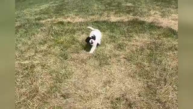 Video preview image #1 Cavapoo Puppy For Sale in WARSAW, IN, USA