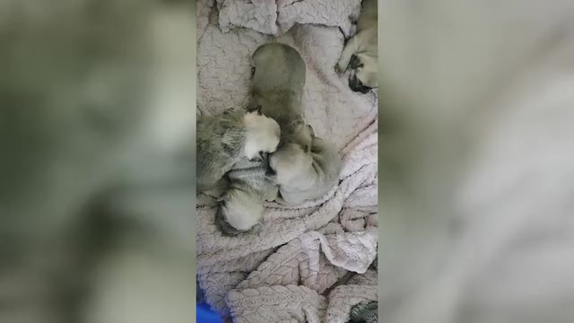 Video preview image #1 French Bulldog Puppy For Sale in MAPLETON, ME, USA
