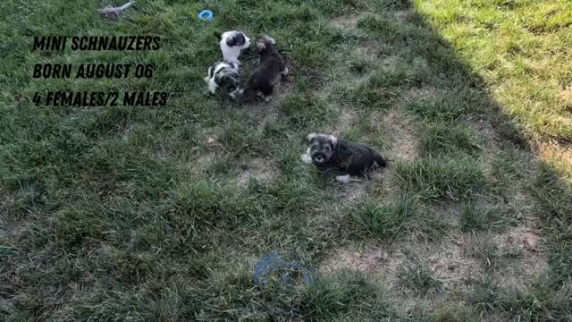 Video preview image #3 Schnauzer (Miniature) Puppy For Sale in GOSHEN, IN, USA