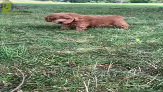 Video preview image #1 Poodle (Miniature) Puppy For Sale in WARSAW, IN, USA