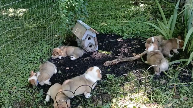 Video preview image #1 Pembroke Welsh Corgi Puppy For Sale in HARTFORD CITY, IN, USA