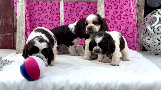 Video preview image #1 Cocker Spaniel Puppy For Sale in WAKARUSA, IN, USA