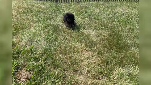Video preview image #1 Poodle (Miniature) Puppy For Sale in WARSAW, IN, USA