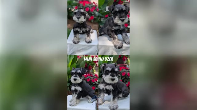 Video preview image #8 Schnauzer (Miniature) Puppy For Sale in GOSHEN, IN, USA