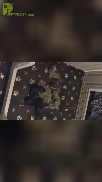Video preview image #1 Cane Corso Puppy For Sale in DOUGLASVILLE, GA, USA