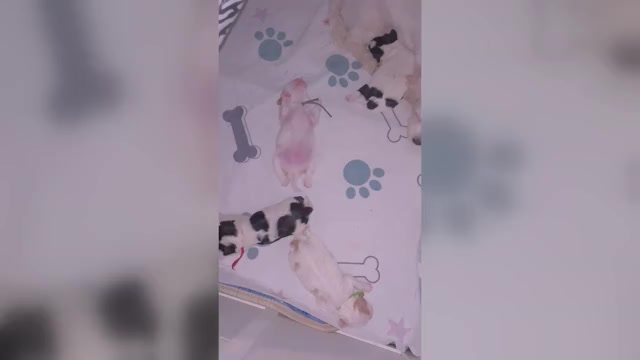 Video preview image #1 Cavachon Puppy For Sale in OLYMPIA, WA, USA