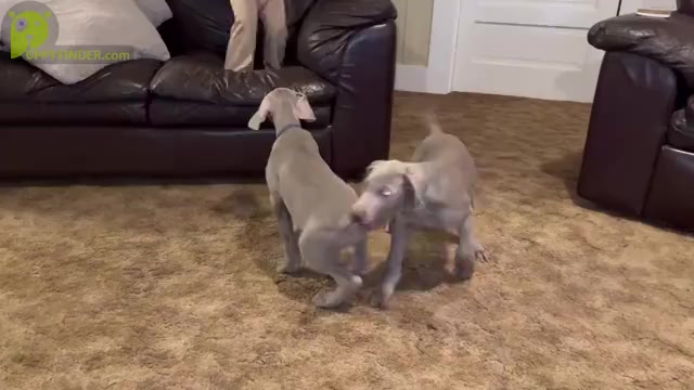 Video preview image #1 Weimaraner Puppy For Sale in WILLOWS, CA, USA