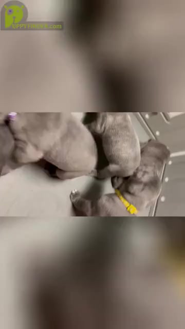 Video preview image #1  Breeder Profile in LYNCHBURG, VA, USA