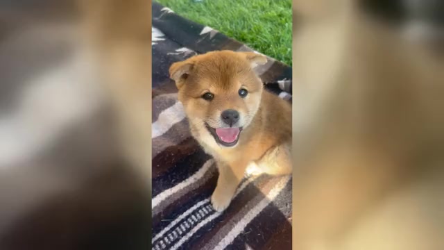 Video preview image #9 Shiba Inu Puppy For Sale in YUCCA VALLEY, CA, USA