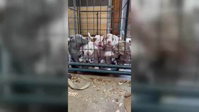 Video preview image #7 American Bully Puppy For Sale in BEULAVILLE, NC, USA