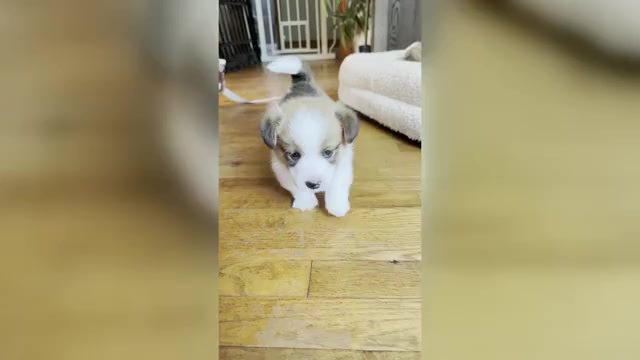 Video preview image #3  Breeder Profile in GRAND RAPIDS, MI, USA