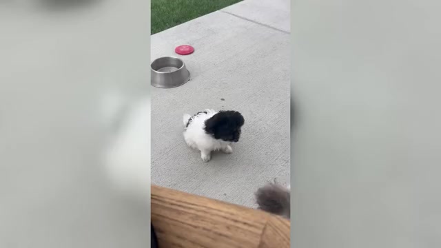 Video preview image #2 ShihPoo Puppy For Sale in MEAD, CO, USA