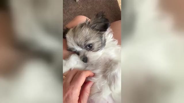 Video preview image #3 Mal-Shi Puppy For Sale in ROGERS, MN, USA