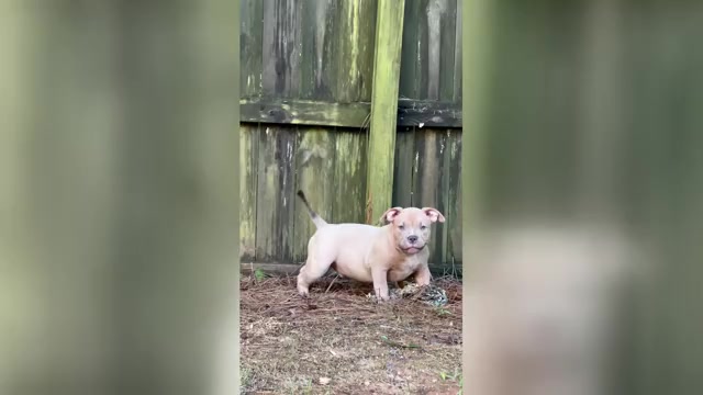 Video preview image #2 American Bully Puppy For Sale in LAWRENCEVILLE, GA, USA
