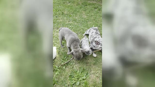 Video preview image #3 French Bulldog Puppy For Sale in ASHLAND, OH, USA