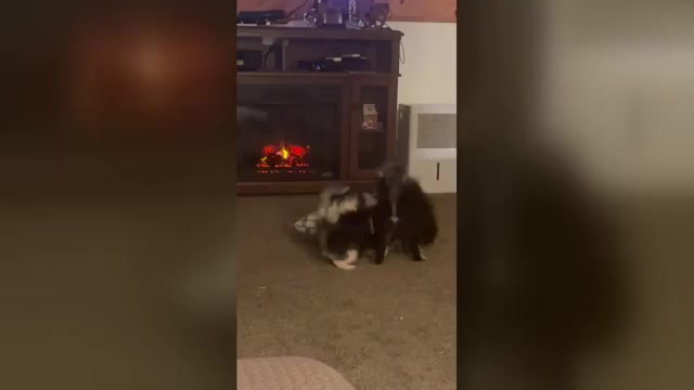 Video preview image #1 Pomeranian Puppy For Sale in HARRISVILLE, MI, USA