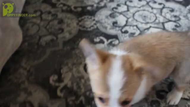 Video preview image #2 Pembroke Welsh Corgi Puppy For Sale in SHILOH, OH, USA