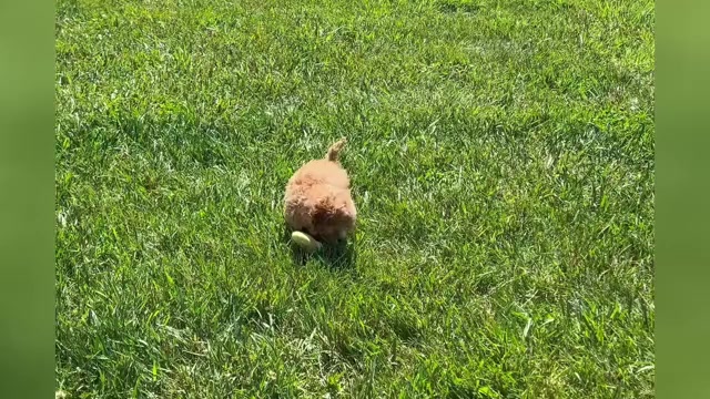 Video preview image #1 Poodle (Toy) Puppy For Sale in WARSAW, IN, USA