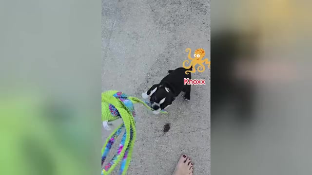 Video preview image #1 Boston Terrier Puppy For Sale in BROOKSVILLE, FL, USA