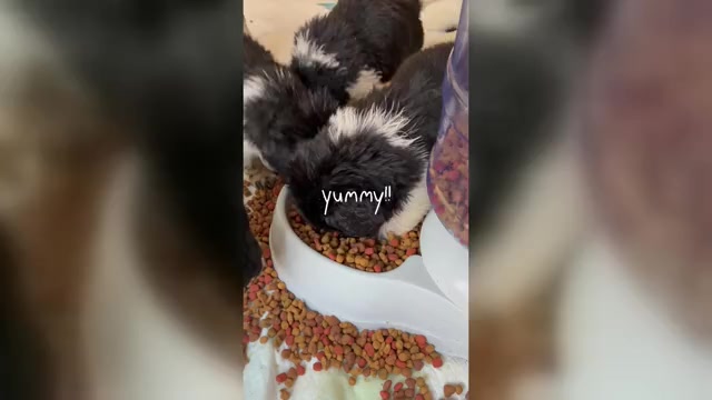 Video preview image #1  Breeder Profile in SAXTONS RIVER, VT, USA